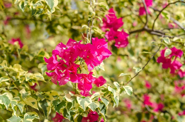 Bougainvillea bloem bloeien — Stockfoto