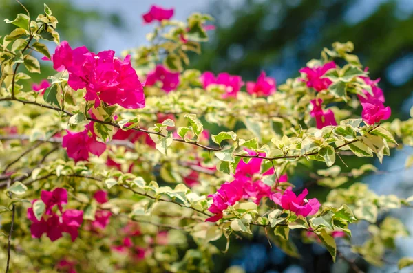 Blomman bougainvillea blommar — Stockfoto