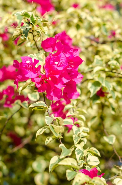 ブーゲンビリアの花が咲いています。 — ストック写真