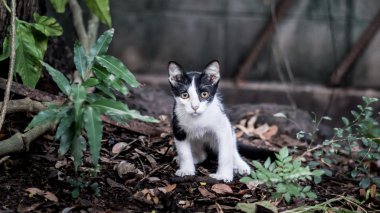 Bahçedeki kedi yavrusu