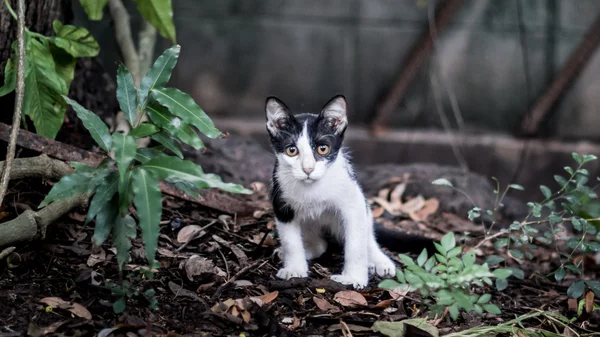 Bahçedeki kedi yavrusu