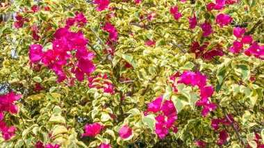 Bougainvillea çiçek çiçeklenme ile beyaz gökyüzü