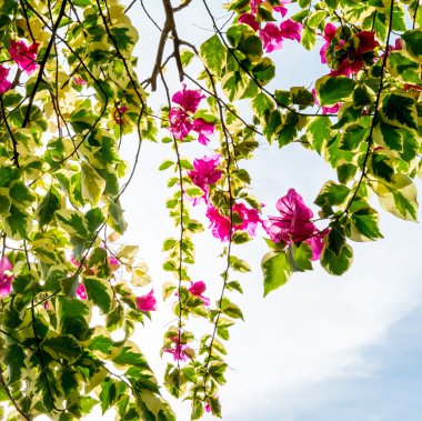 Bougainvillea çiçek çiçeklenme ile beyaz gökyüzü