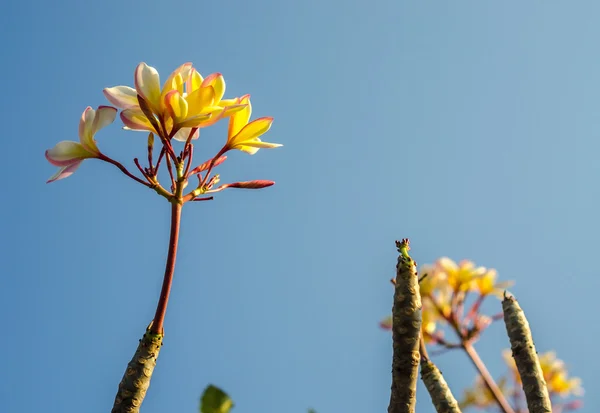 Frangipani ağaç çiçek — Stok fotoğraf