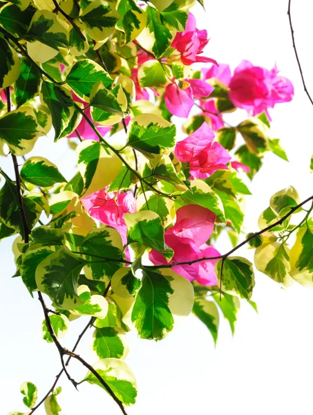 Bougainvillea fiore fioritura con cielo bianco — Foto Stock