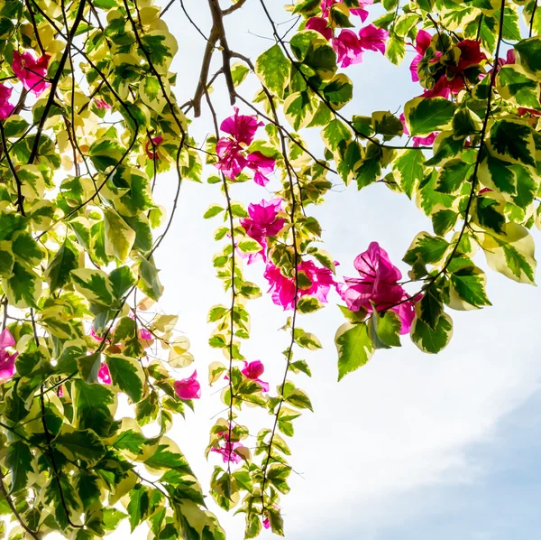 簕杜鹃花朵绽放着白色的天空 — 图库照片