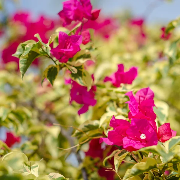 Bougainvillea fiore fioritura — Foto Stock