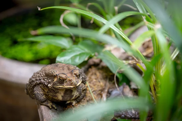 Common Toad on dried pond — Stock Photo, Image