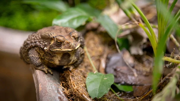 Common Toad on dried pond — Stock Photo, Image