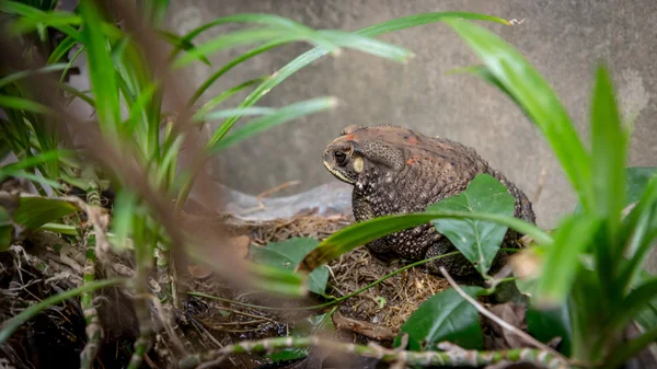Erdkröte auf ausgetrocknetem Teich — Stockfoto