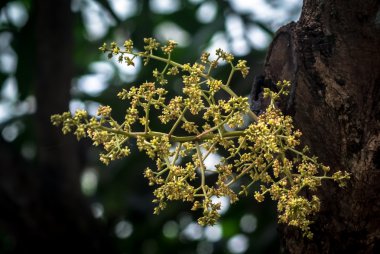 Mango çiçek ağaç üzerinde