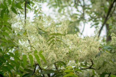 KD-em yapraklar ve çiçekler ya da tespihağacı çiçek