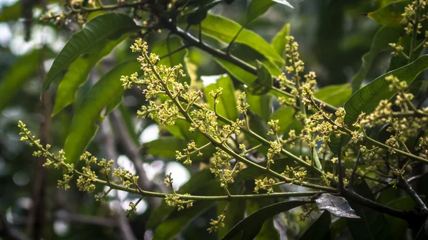 Fleur de mangue sur arbre — Photo