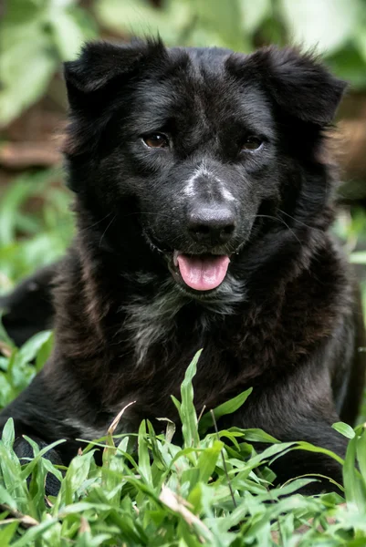 Retrato de perro negro — Foto de Stock