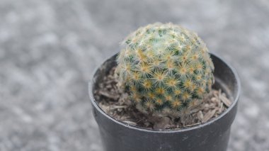 Siyah pastic tencerede kaktüs 