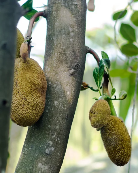 Albero Jackfruit e giovani Jackfruit — Foto Stock