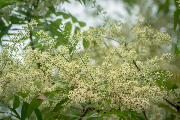 Feuilles et fleurs de Ne-em ou fleur de Margosa — Photo