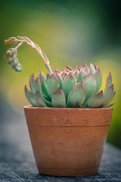 Nice kaktus med blomma — Stockfoto