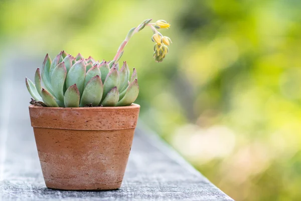 Bagus kaktus dengan bunga — Stok Foto