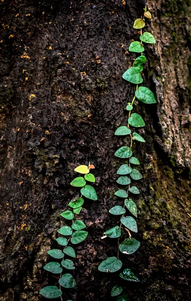 Ivy sur l'arbre dans le jardin — Photo