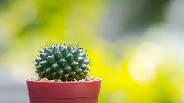 Bagus kaktus dengan latar belakang kabur — Stok Foto