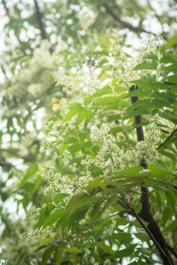 KD-em yapraklar ve çiçekler ya da tespihağacı çiçek