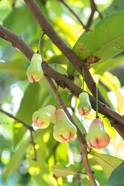 나무에 달린 꽃사과 — 스톡 사진
