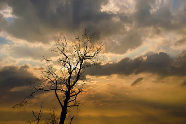 Silueta de árbol seco con sol y nubes —  Fotos de Stock