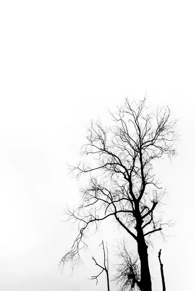 Silhouette d'arbre séché — Photo