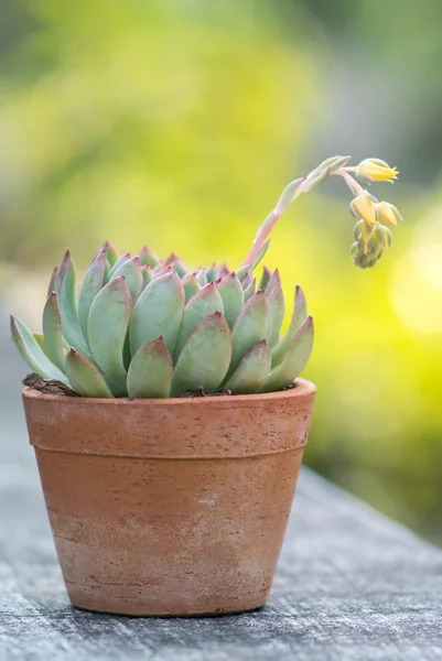 Bel cactus con fiore — Foto Stock