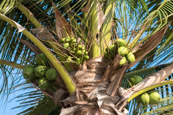 Coconut träd med blå himmel bakgrund — Stockfoto