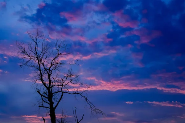 Silhouette eines getrockneten Baumes mit Dämmerung und bewölktem Himmel — Stockfoto