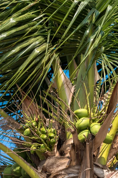 Кокосовое дерево на фоне голубого неба — стоковое фото