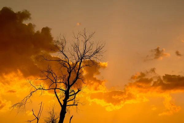Gündoğumu gökyüzü ile kurumuş ağaç silüeti — Stok fotoğraf