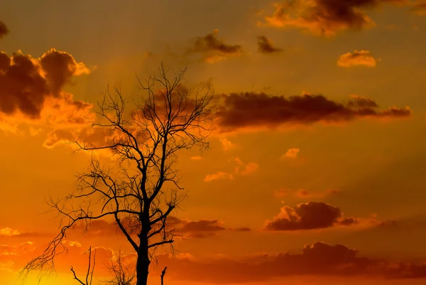 Silhouette of dried tree with sunrise sky — Stock Photo, Image