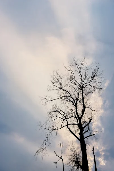 Silhouette of dried tree with dramatic sky — Stock Photo, Image