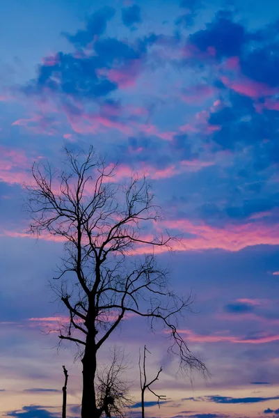 Silueta de árbol seco con cielo crepuscular —  Fotos de Stock