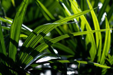 Bayan palmiye yaprağı yakın atış