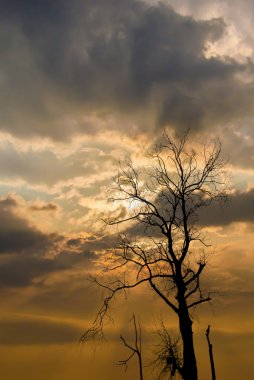 Güneş ışığı ve bulutlar ile kurumuş ağaç silüeti