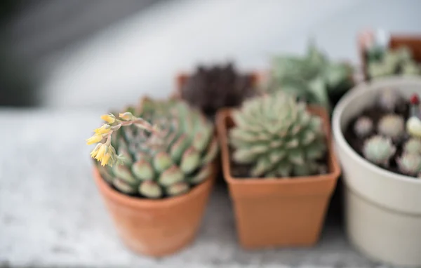 Kakteenblüte Nahaufnahme — Stockfoto