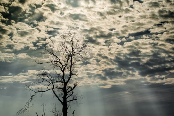 말린된 나무의 실루엣 — 스톡 사진