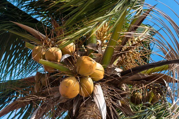 Coconut träd med blå himmel bakgrund — Stockfoto