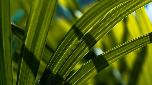 Bayan palmiye yaprağı yakın atış — Stok fotoğraf