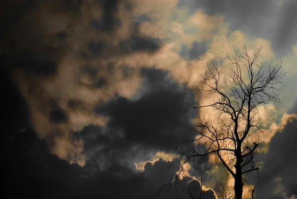 Silhouette of dried tree with sun ray and cloudy sky — Stock Photo, Image