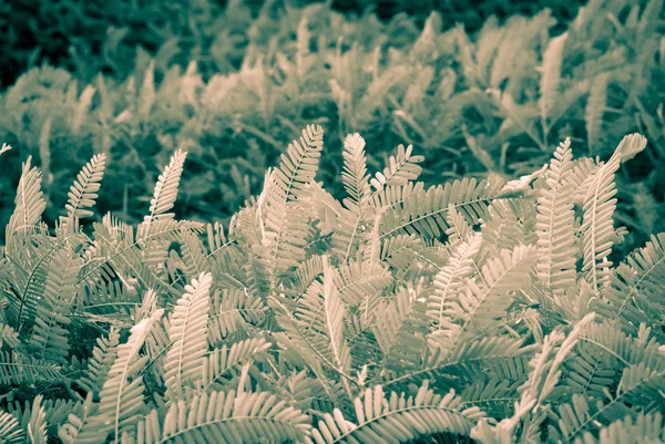 Plante verte avec vent à l'extérieur — Photo