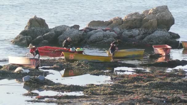 Trabajador recoger el mejillón verde de la granja de conchas marinas en el mar — Vídeo de stock