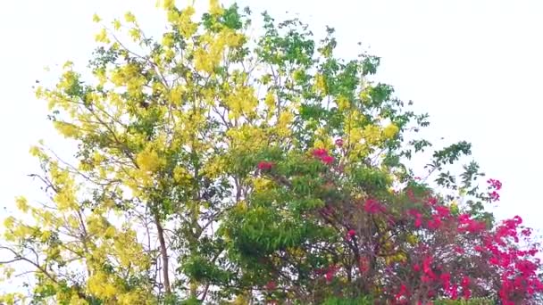 Árvore agradável e flor colorida com fundo céu branco — Vídeo de Stock