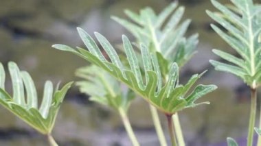 Su havuzu arka planında yağmur damlaları olan güzel bir yaprak.