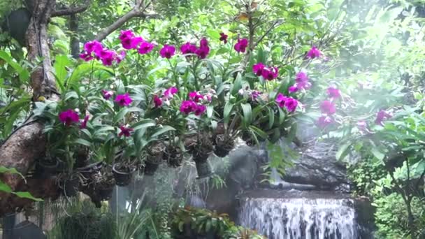 熱帯の庭で空気中の水噴霧と木の上の紫色の蘭の花 — ストック動画