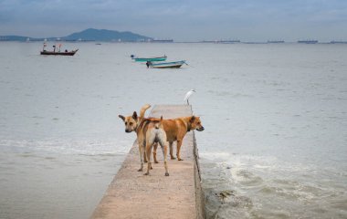 Evcil köpek ve denizdeki balıkçıl kuşu